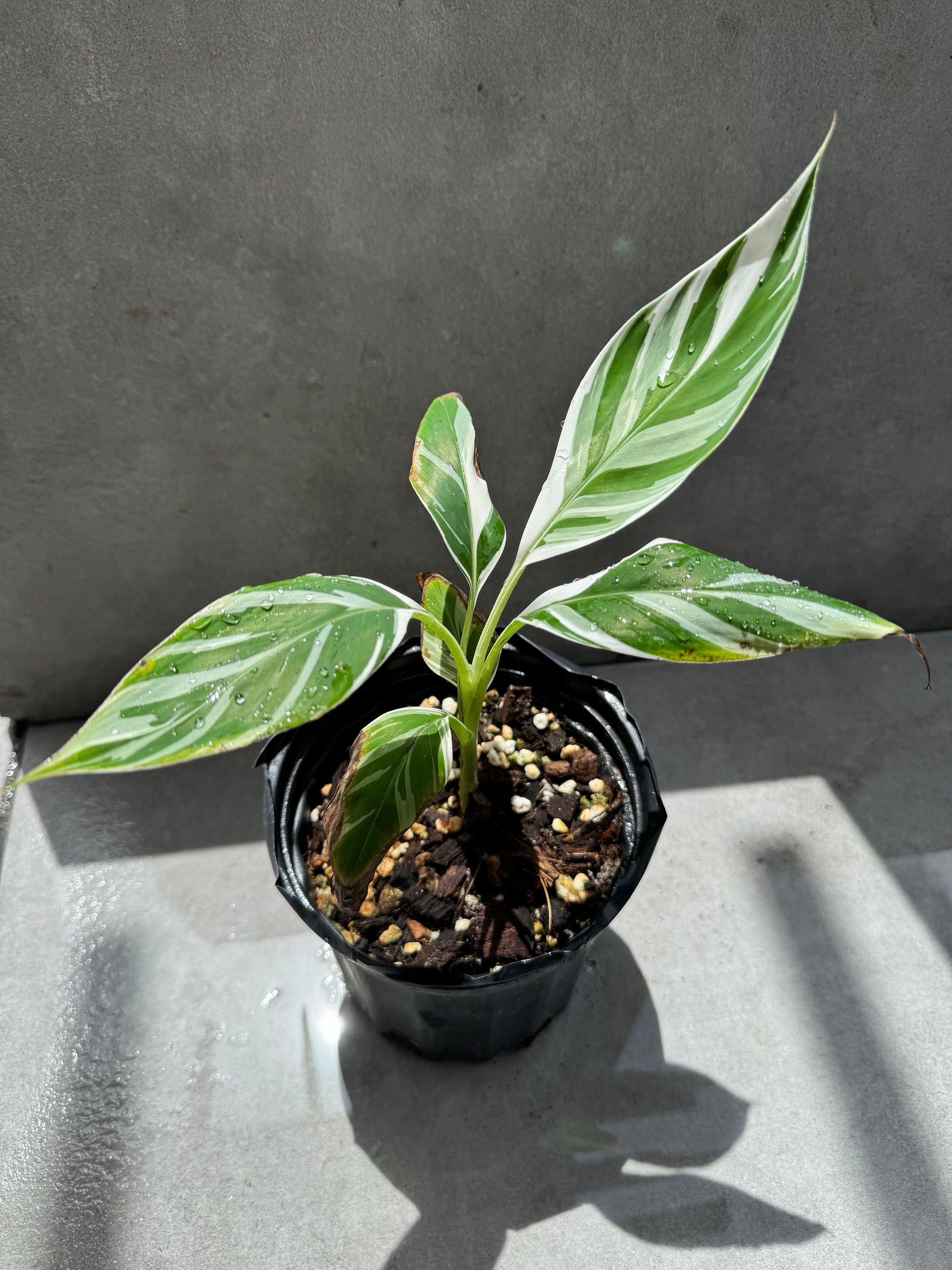【速達】Musa aeae ムサアエアエ美斑 Amazon｜斑入りバナナ ムサ アエアエ(Musa Aeae) 斑入りバナナ