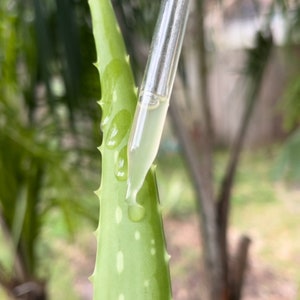May include: A clear glass dropper bottle with a black cap is being used to apply a liquid to a green aloe vera plant leaf.