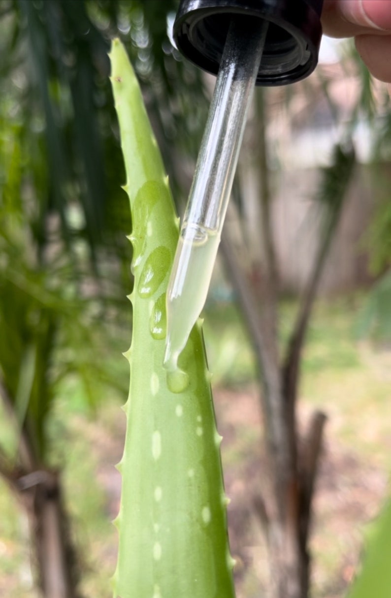 May include: A clear glass dropper bottle with a black cap is being used to apply a liquid to a green aloe vera plant leaf.