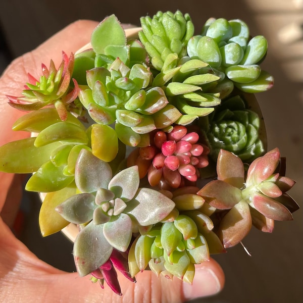 30 x Mini Succulent Cuttings