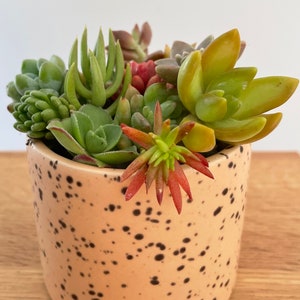 40 Mini Succulent Cuttings