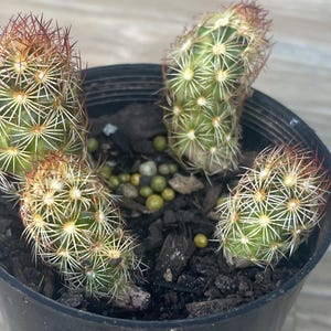 Mamilaria Elongata Cactus Cutting