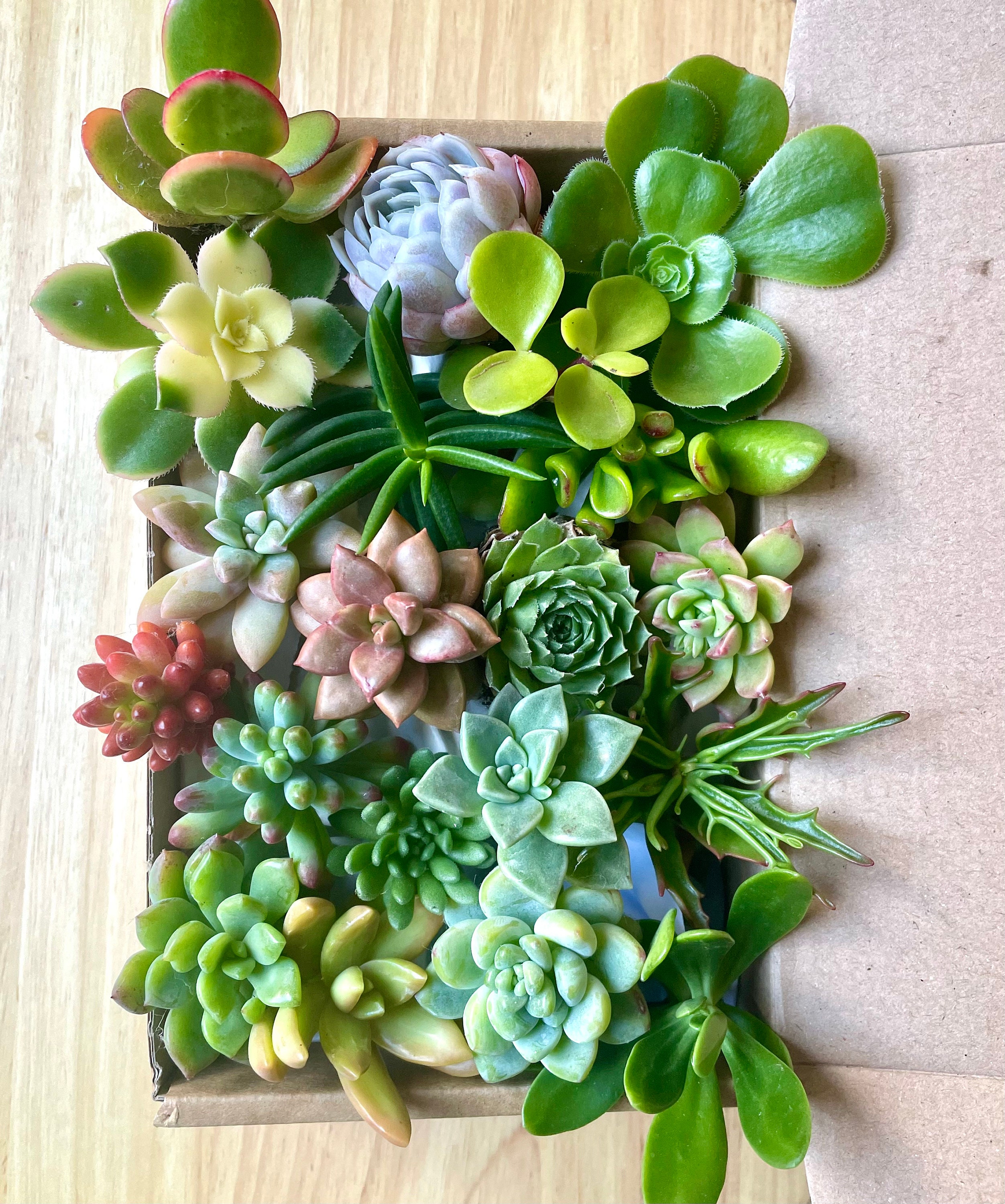 Assorted Succulent Cuttings Pack - 30 Fresh Cuttings, 15 Varieties (2-4 Inches)