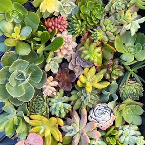 30 x Succulent Cuttings