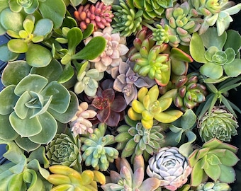 30 x Succulent Cuttings