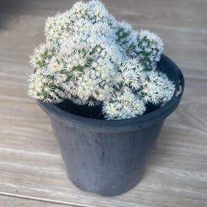Mamilaria Ventura “snowcap” cactus cutting