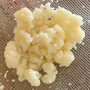 Live Milk Kefir Grains