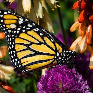 Monarch Butterfly Photo - Butterfly Instant Digital Quality JPEG Printable Download - Butterfly Wall Art  Insect Lover Decor Photo Gift Idea