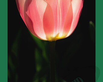 Bright Pink Tulip Photo Wall Art - Digital Instant Photo Download