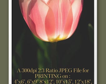 Bright Pink Tulip Photo Wall Art - Digital Instant Photo Download