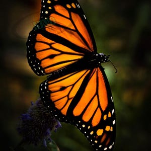 Fotografía de mariposa monarca, mariposas en calidad digital instantánea, descarga imprimible en formato JPEG, decoración de pared con mariposas, idea de regalo para amantes de los insectos