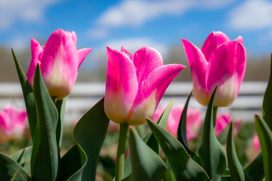 Flower Decor Wall Art | Downloadable Digital Print Pink Tulips | Photo ...