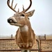 see more listings in the Deer Mounts section