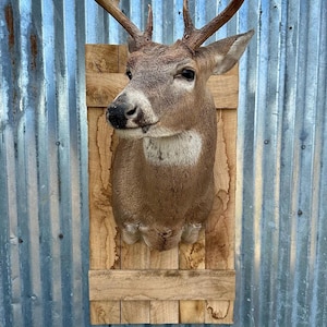 Puede incluir: Una cabeza de ciervo de cola blanca montada con cuernos, expuesta en una placa de madera rústica. La placa tiene un patrón de veta de madera natural y está montada en una pared de metal.