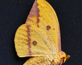 Saturniidae Eacles imperialis imperialis USA