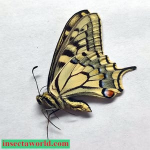 Papilionidae Papilio machaon gorganus Russland (Stavropol reg.)