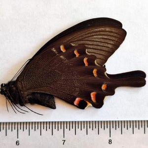 Papilionidae Papilio maackii maackii China (Liaoning) male