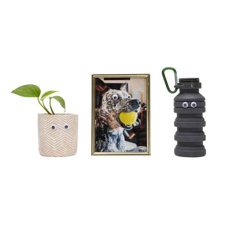 May include: A framed photo of a dog with googly eyes holding a yellow tennis ball. A potted plant with googly eyes and a collapsible water bottle with googly eyes are also in the image.