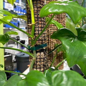 Self Watering Moss Pole w/Aroid Mix - Extendable - with Stabilizing Base and Self-Fastening Tie