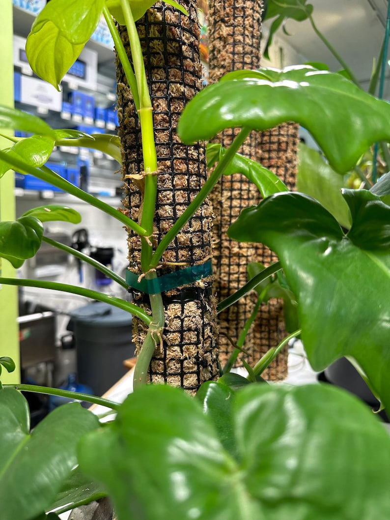 Self Watering Moss Pole w/Aroid Mix - Extendable - with Stabilizing Base and Self-Fastening Tie