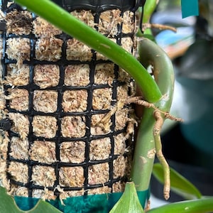 Self Watering Moss Pole w/Aroid Mix - Extendable - with Stabilizing Base and Self-Fastening Tie - Showing Roots Attached