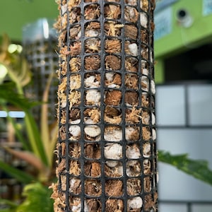 Self Watering Moss Pole w/Aroid Mix - Extendable - with Stabilizing Base and Self-Fastening Tie - Close-up of Aroid Mix