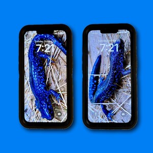 2 Real Blue Spotted Salamander Cellphone Wallpapers / Backgrounds / Lock Screens, 2 high quality images (1170x2532) iPhone 12, 13, & 14