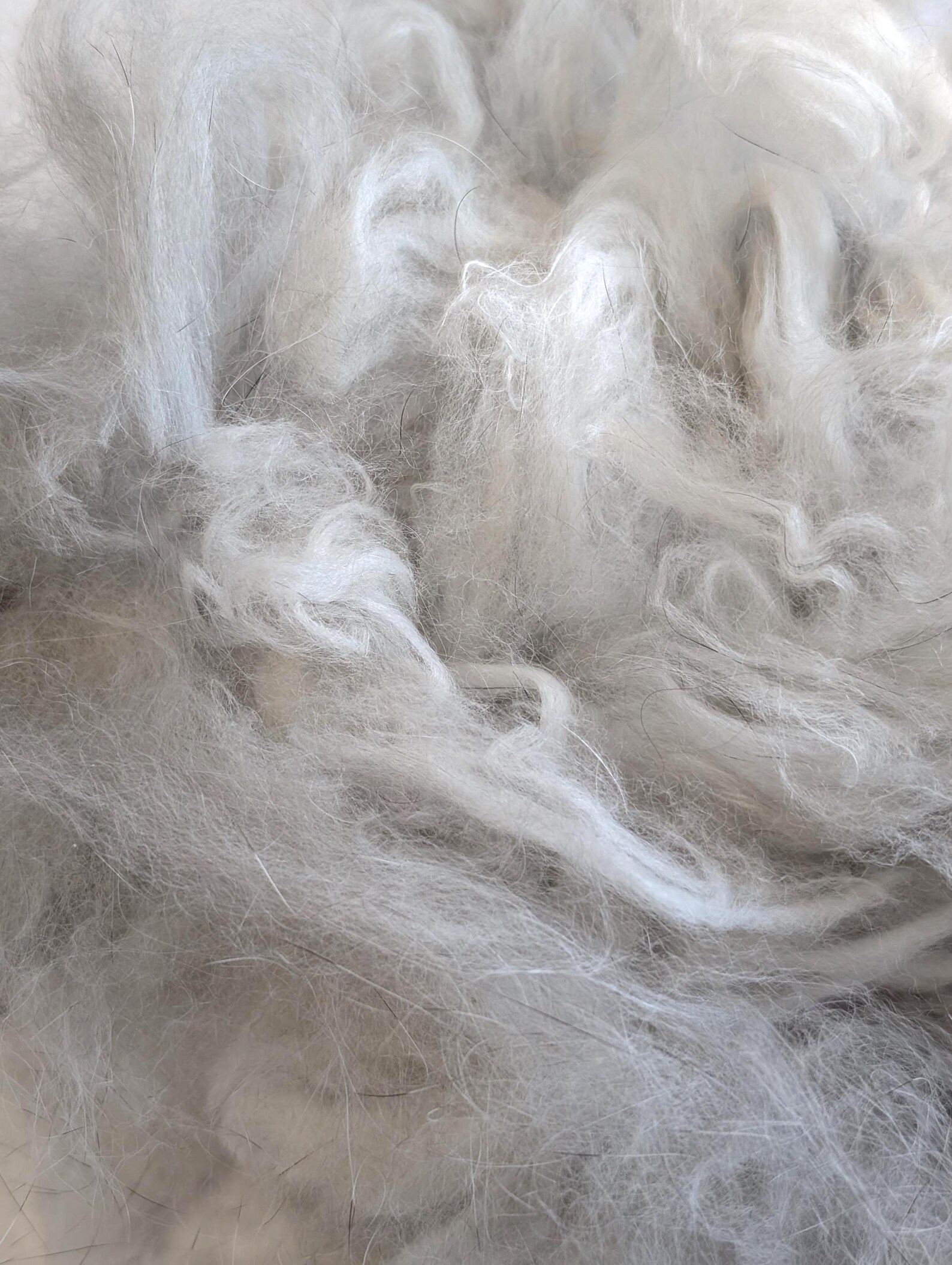 Raw Angora Rabbit Wool – 1oz – Ultra Soft Fiber From French and German ...