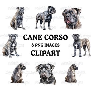 May include: Eight illustrations of Cane Corso dogs in different poses, rendered in shades of grey, black, and brown. The image includes the text "CANE CORSO" and "8 PNG IMAGES CLIPART" in black.
