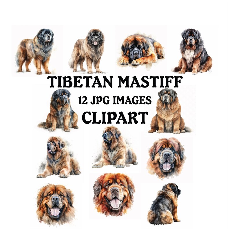 Tibetan Mastiff Clipart Bundle - 12 High Quality Vibrant Jpgs ...