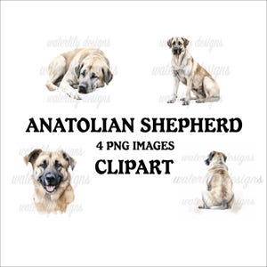 Anatolian Shepherd Clipart Bundle - 4 High Quality Vibrant PNGs, Printable Planner Crafting, Commercial Use Included, Digital Download