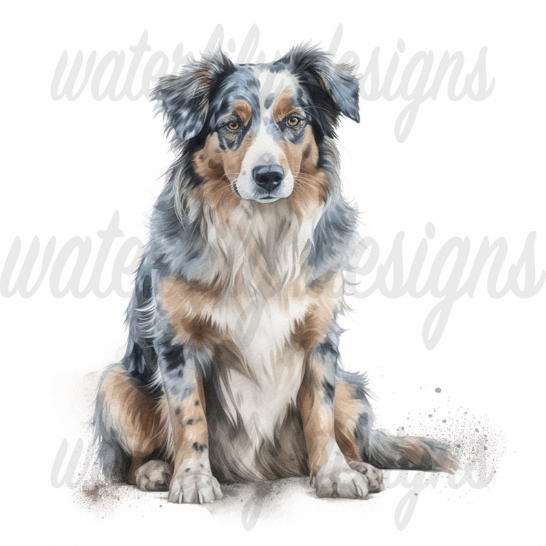 Australian Shepherd Clipart Bundle - 8 High Quality Vibrant Jpgs ...