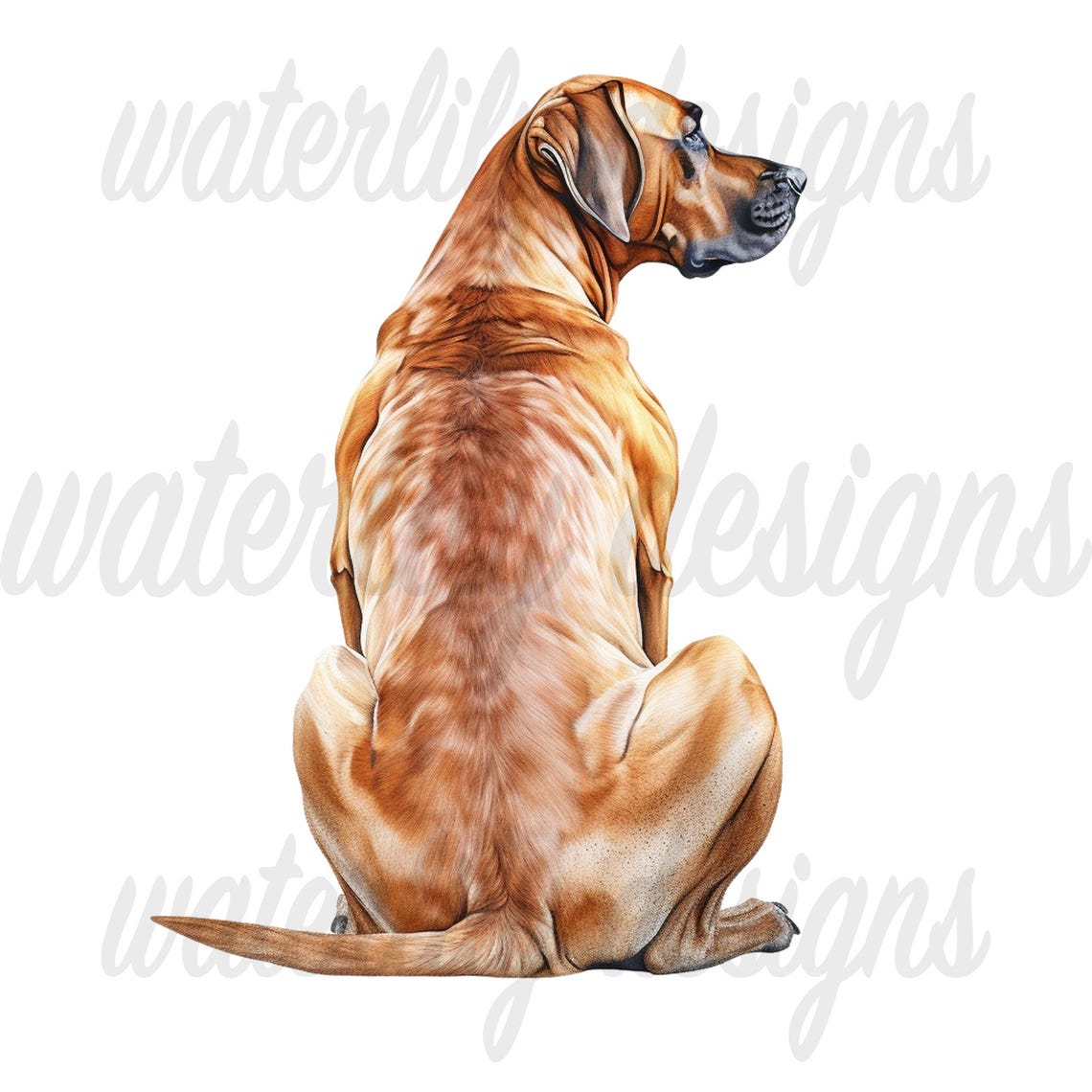 Rhodesian Ridgeback Watercolor Clipart Bundle: 11 Pngs (digital ...