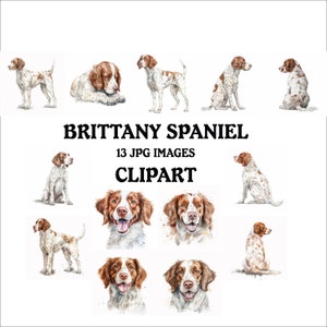Brittany Spaniel Clipart Bundle - 13 High Quality Vibrant JPGs, Printable Planner Crafting, Commercial Use Included, Digital Download