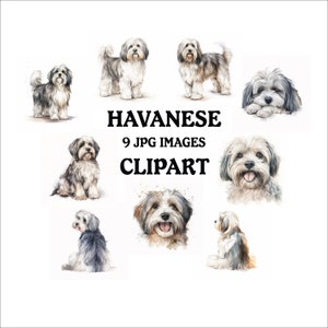 Havanese Dog Clipart Bundle: 9 Vibrant JPGs (Digital Download)