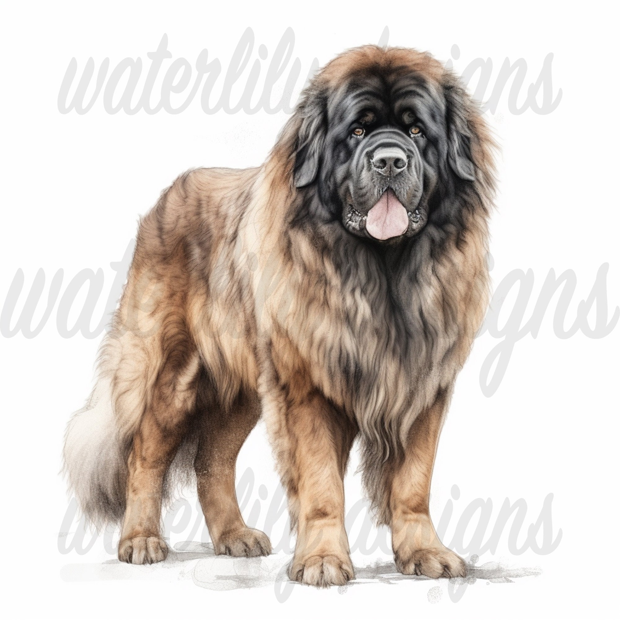 Tibetan Mastiff Clipart Bundle 12 High Quality Vibrant Jpgs, Printable ...