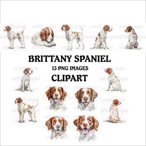 Pacchetto Clipart di Epagneul Breton - 13 PNG vivaci di alta qualità, planner stampabile, uso commerciale incluso, download digitale