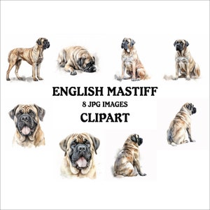 English Mastiff Clipart Bundle - 8 High Quality Vibrant JPGs, Printable Planner Crafting, Commercial Use Included, Digital Download
