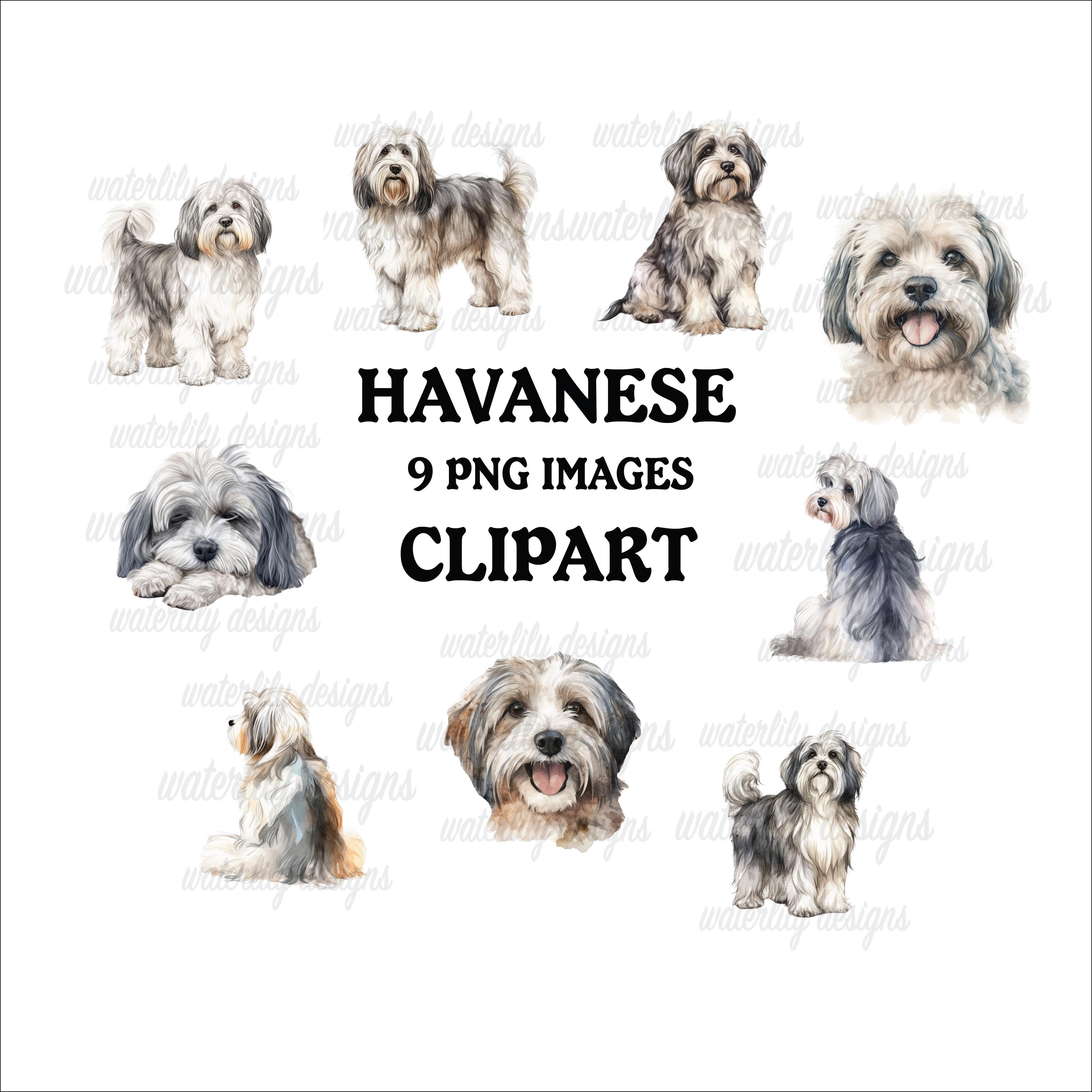 Havanese Clipart Bundle: Watercolor Dog Pngs, Commercial Use