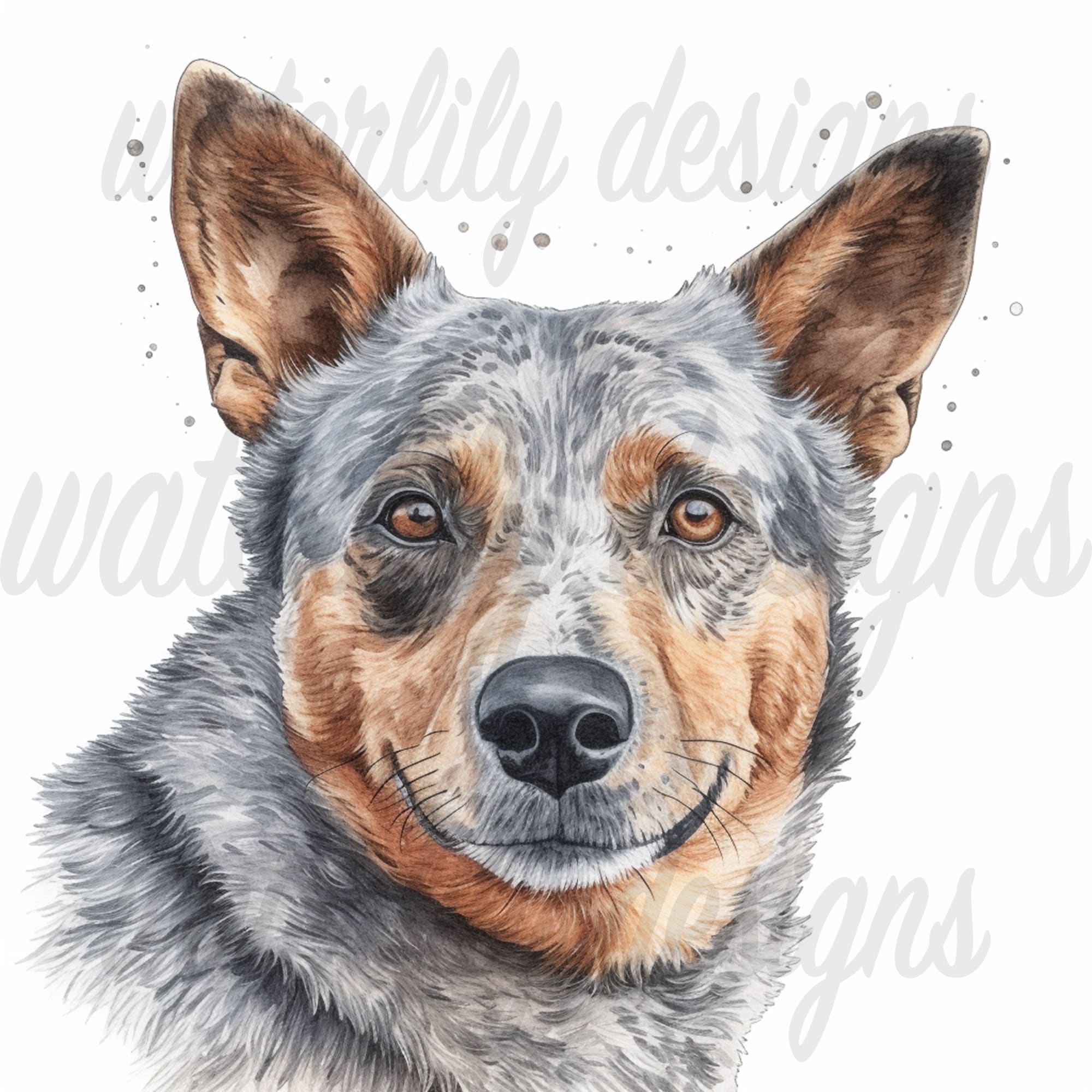 Australian Cattle Dog Clipart Bundle 7 High Quality Vibrant Jpgs