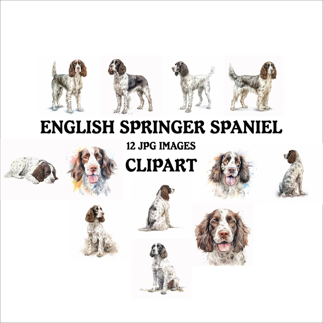 English Springer Spaniel Clipart Bundle - 12 High Quality Jpgs ...