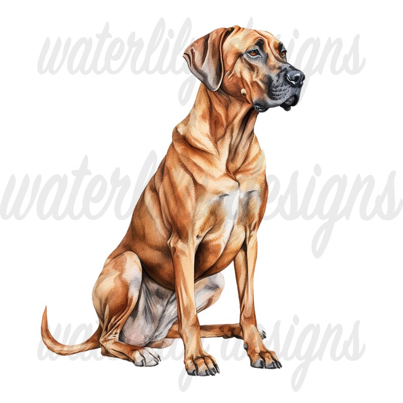 Rhodesian Ridgeback Watercolor Clipart Bundle: 11 Pngs (digital ...