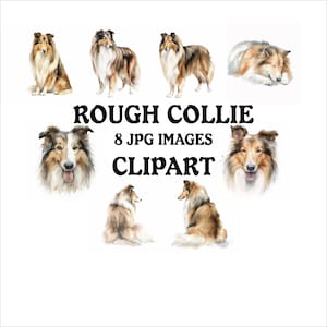 Op de afbeelding: Een verzameling van acht JPG-afbeeldingen van Rough Collies. De illustraties tonen de honden in verschillende poses, waarbij hun lange, vloeiende vacht in tinten bruin, wit en beige wordt benadrukt. Het woord "CLIPART" is ook zichtbaar.