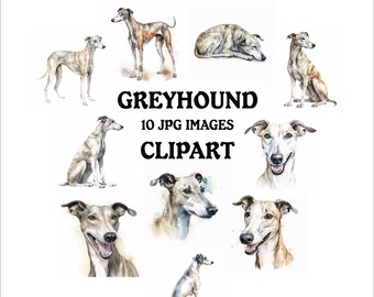 May include: Watercolor clipart set featuring ten images of greyhounds in various poses. The images include standing, sitting, and lying down greyhounds. The text "GREYHOUND 10 JPG IMAGES CLIPART" is displayed in black.