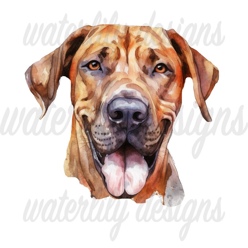 Rhodesian Ridgeback Watercolor Clipart Bundle: 11 Pngs (digital ...