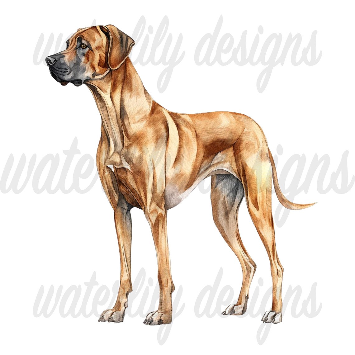 Rhodesian Ridgeback Watercolor Clipart Bundle: 11 Pngs (digital ...