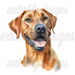 Rhodesian Ridgeback Watercolor Clipart Bundle: 11 Pngs (digital ...