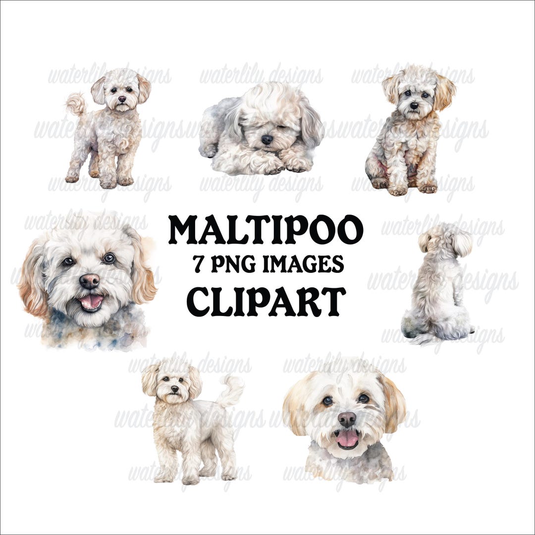 Maltipoo Clipart Bundle: Watercolor Dog Pngs (digital Download) - Etsy