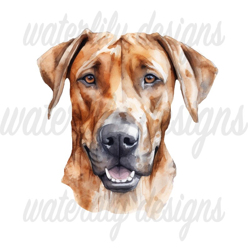 Rhodesian Ridgeback Watercolor Clipart Bundle: 11 Pngs (digital ...