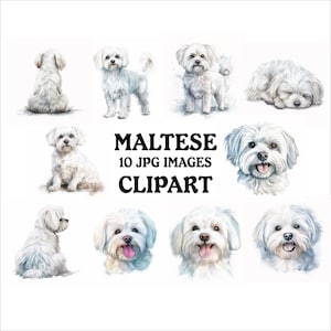 Maltese Clipart Bundle - 10 High Quality Vibrant JPGs, Printable Planner Crafting, Commercial Use Included, Digital Download